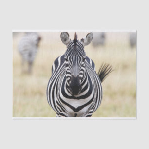 Zebra looking at you tissue paper