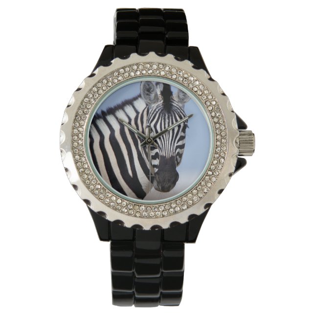Zebra looking at you watch (Front)