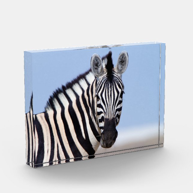 Zebra looking at you with blue sky photo block (Left)
