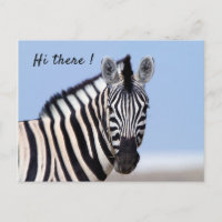 Zebra looking at you with blue sky photo text