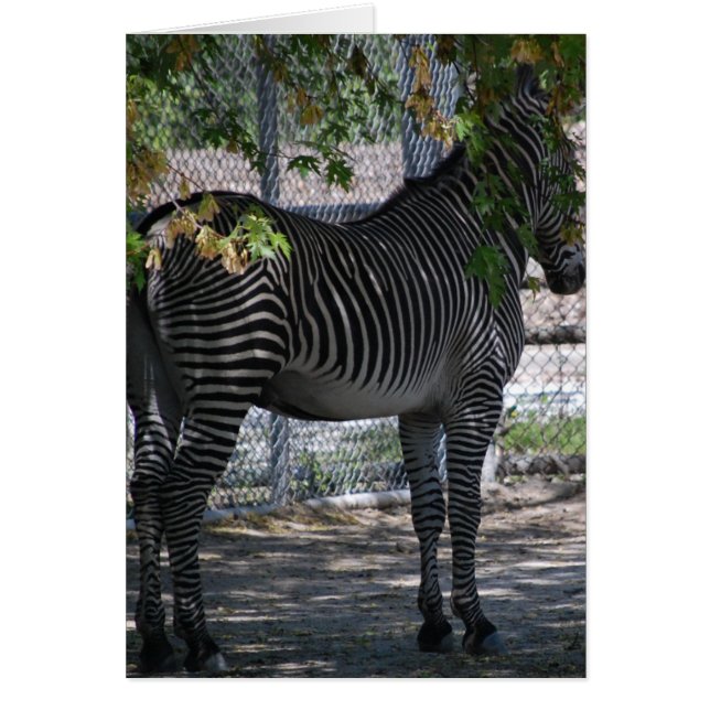 Zebra Love (Front)