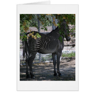 Zebra Love