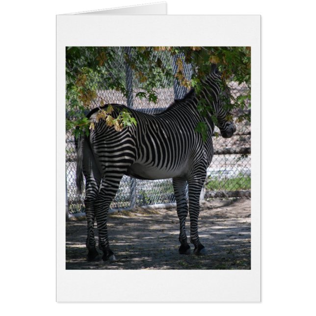 Zebra Love (Front)