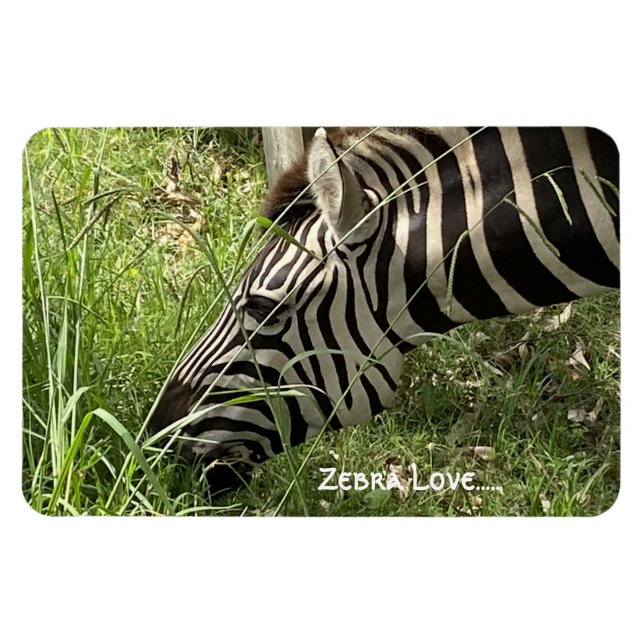 Zebra Love... Magnet (Horizontal)