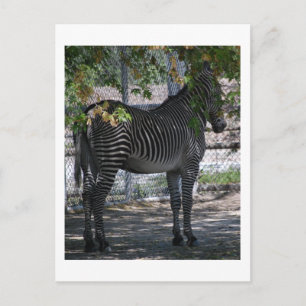 Zebra Love Postcard