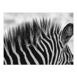 Zebra Mane Closeup Black And White Photo Print