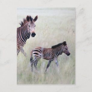 Zebra mom and baby postcard