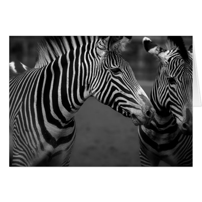 Zebra monochrome image (Front Horizontal)