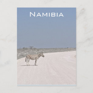Zebra, Namibia Postcard