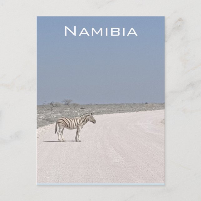 Zebra, Namibia Postcard (Front)
