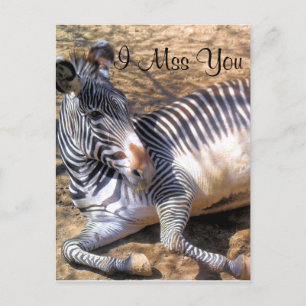 Zebra of love_ postcard