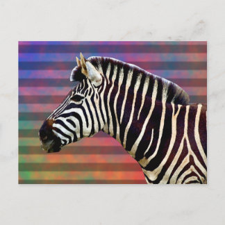 Zebra on Psychedelic Stripes Postcard
