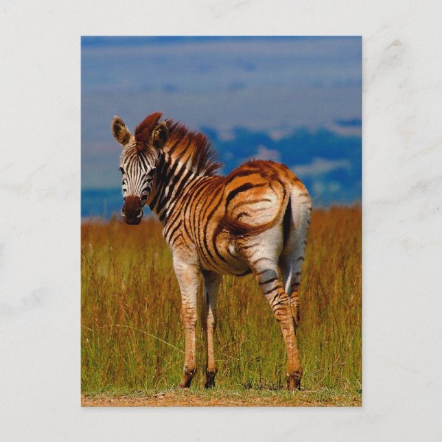 Zebra on the mountain postcard (Front)