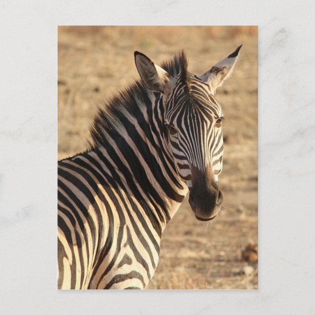Zebra on the Savannah Postcard (Front)