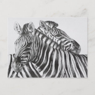 Zebra Original Pencil Drawing Postcard