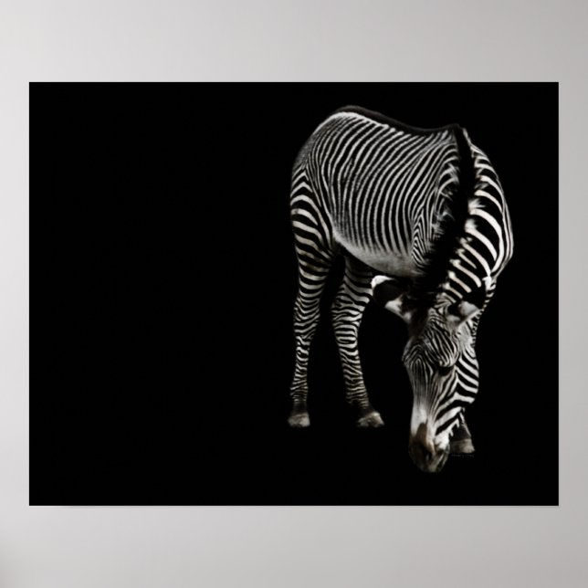 Zebra P4435 Print (Front)