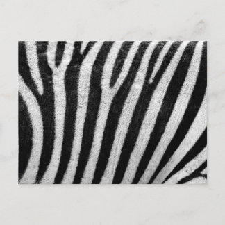 Zebra Pattern Postcard