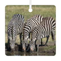 Zebra Personalize Name Photo Christmas