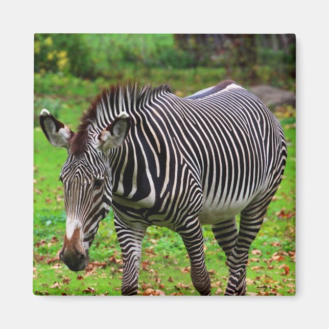 Zebra Photo Magnet (Front)