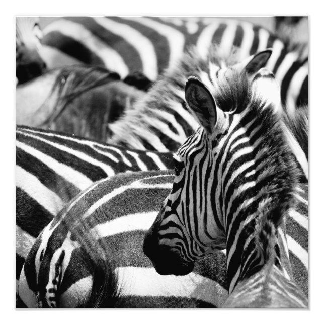 Zebra Photo Print (Front)