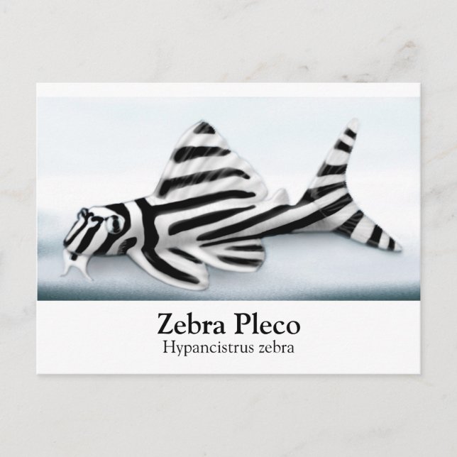 Zebra Pleco Postcard (Front)