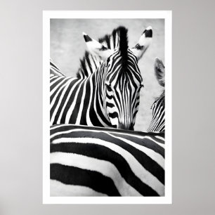 Zebra Portrait Wall Art Graphic Black and White