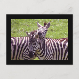 Zebra postcard
