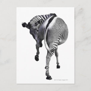 zebra postcard