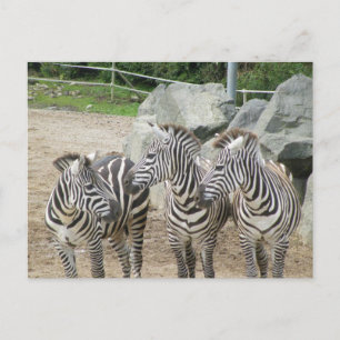 zebra postcard