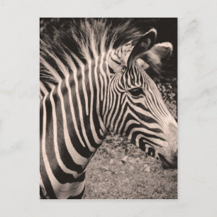 Zebra Postcard