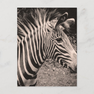 Zebra Postcard