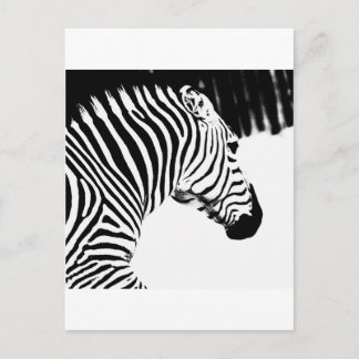 Zebra Postcard