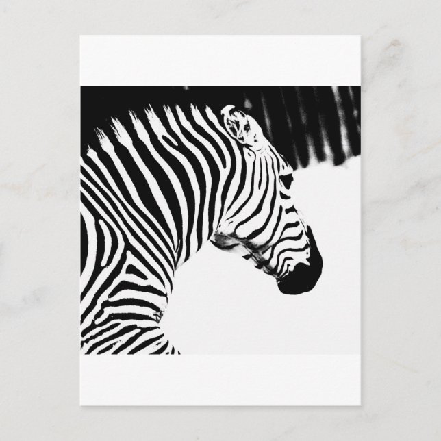 Zebra Postcard (Front)