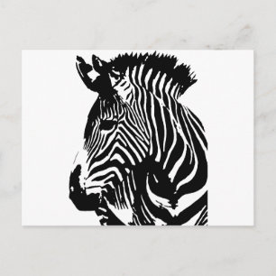 Zebra Postcard