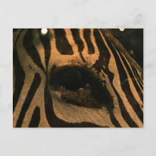 Zebra Postcard