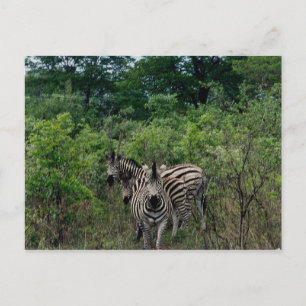 zebra postcard