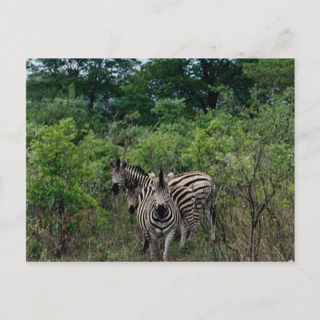 zebra postcard (Front)