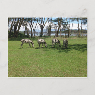 Zebra Postcard