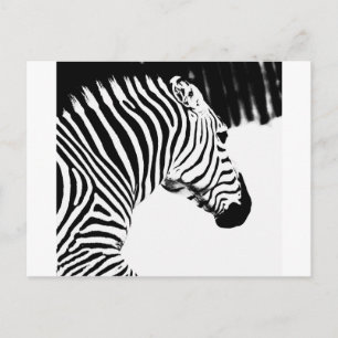 Zebra Postcard
