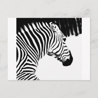 Zebra Postcard