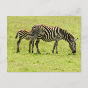 Zebra Postcard