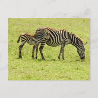 Zebra Postcard