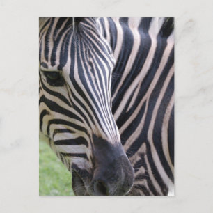 Zebra Postcard