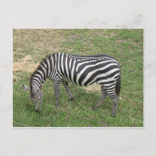 Zebra Postcard