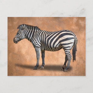 ZEBRA POSTCARD