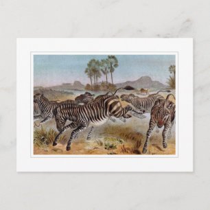 Zebra Postcard