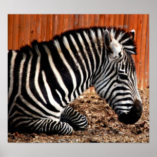 Zebra Poster