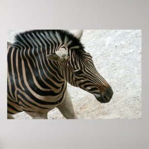 Zebra Poster