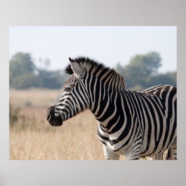 Zebra Poster (Front)
