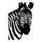zebra.